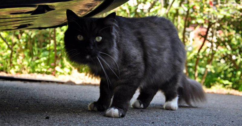 Sixten har skaffat satellit-TV.