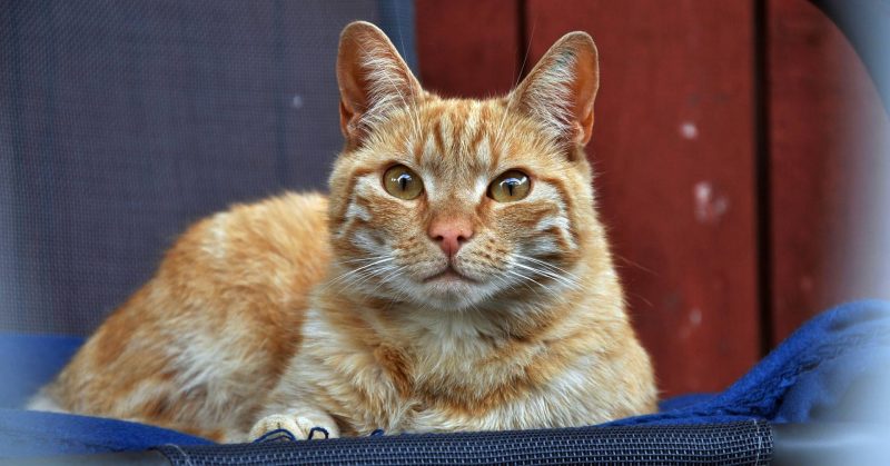 Bildspelet med katter är uppdaterat.