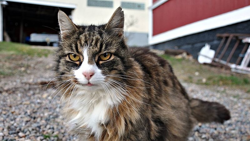 En installation inspekterad och godkänd av Junior